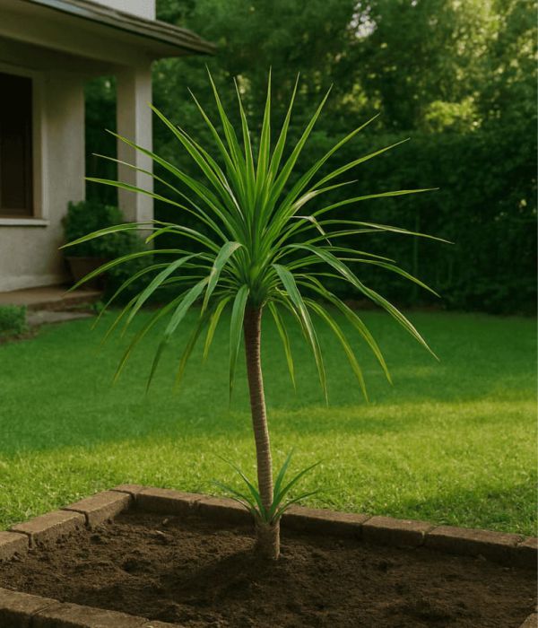 Nubefan Los Tulipanes 2604130818 Dracena verde Env. 20lts Dracena Verde Env 20lts - Imagen 1