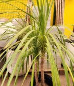 Dracena Verde Env 20lts - Imagen 2