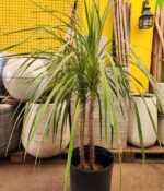 Dracena Verde Env 20lts - Imagen 3