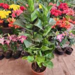 Ficus Pandurata. Mac N°24