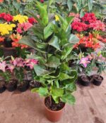 Ficus Pandurata. Mac N°24