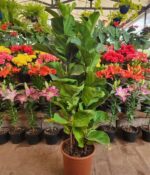 Ficus Pandurata. Mac N°24 - Imagen 2