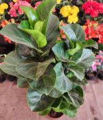 Ficus Pandurata. Mac N°24 - Imagen 3
