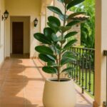 Gomero verde 10Lts + Maceta rotomoldeado