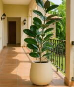 Gomero verde 10Lts + Maceta rotomoldeado