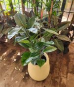 Gomero verde 10Lts + Maceta rotomoldeado - Imagen 2