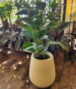 Gomero verde 10Lts + Maceta rotomoldeado - Imagen 3