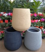 Gomero verde 10Lts + Maceta rotomoldeado - Imagen 4