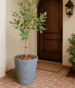 Guayaba Topiario Env 10lts