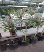 Guayaba Topiario Env 10lts - Imagen 2