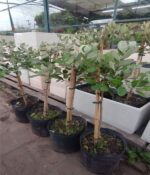 Guayaba Topiario Env 10lts - Imagen 4