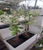 Guayaba Topiario Env 10lts - Imagen 3