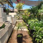 Laurel Disciplinado. Env 10lts