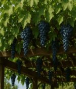 Vid (Parras). Env 7lts