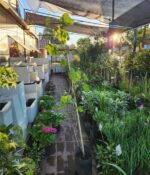 Vid (Parras). Env 7lts - Imagen 2