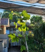 Vid (Parras). Env 7lts - Imagen 3