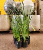 Promo Dietes x5un. Env 3lts