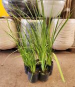 Promo Dietes x5un. Env 3lts - Imagen 2