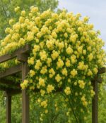 Rosa banksiae