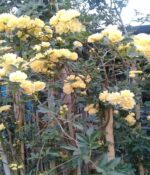 Rosa banksiae - Imagen 2