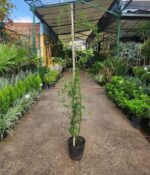 Rosa banksiae - Imagen 4