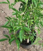 Rosa banksiae - Imagen 3