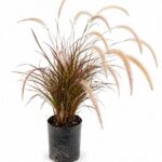 Pennisetum Rubra x 5un Env 3Lts