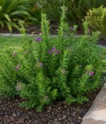 Polygala Nana Env 3lts