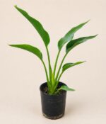 Strelitzia Blanca Env 7lts - Imagen 2