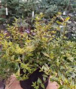 Abelia Amarilla - Imagen 2