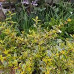 Abelia Amarilla