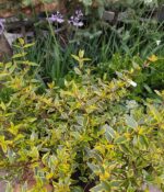 Abelia Amarilla
