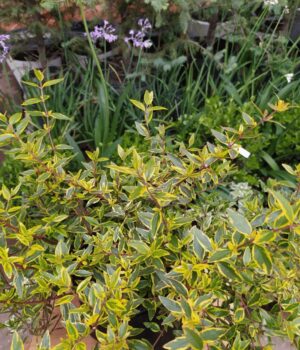 Abelia Amarilla