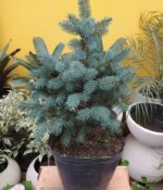 Abeto. Env 10lts - Imagen 2