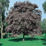 Acacia purpurea 10lts