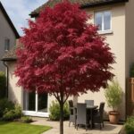 Acer Japones (Acer Astropurpurea)