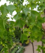 Acer Burgerium. Env 15lts