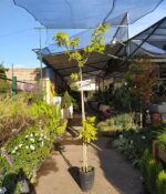 Acer Burguerium Env. 15lts - Imagen 2