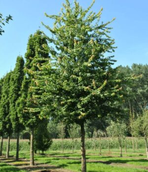 Acer Burguerium Env. 15lts