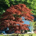 Acer Palmatum. Env 10lts