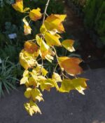 Acer Sacharum - Imagen 5