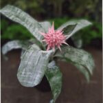 Aechmea. Mac N°15