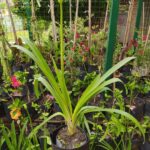 Agapanthus Azul. Env 3lts