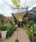 Alcanfor Env. 15lts - Imagen 2