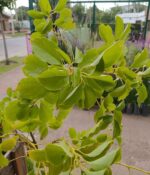 Alcanfor Env. 15lts - Imagen 3