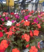 Alegría en Bols N° 18 - Imagen 2