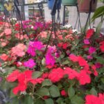 Alegría en Bols N° 18