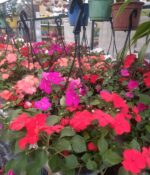 Alegría en Bols N° 18