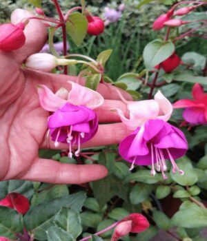 Aljaba  (Fucsia) x 3 unid.