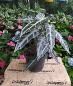 Alocasia Elegante. Mac N°15 - Imagen 3